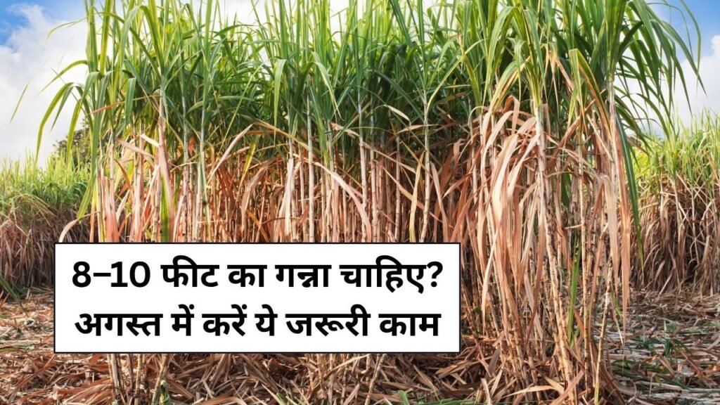 Carry out these tasks for the sugarcane crop in the month of August: