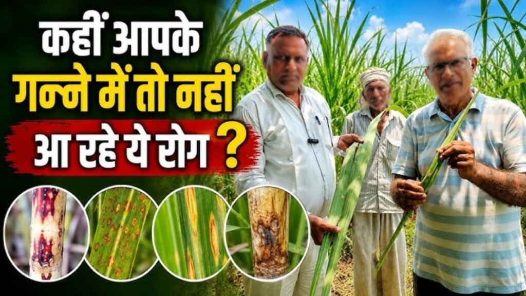 पिछेती गन्ने में इस समय बढ़ा रोगों का खतरा