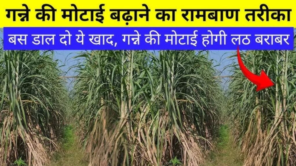 गन्ने को मोटाई बढ़ाने का रामबाण तरीका