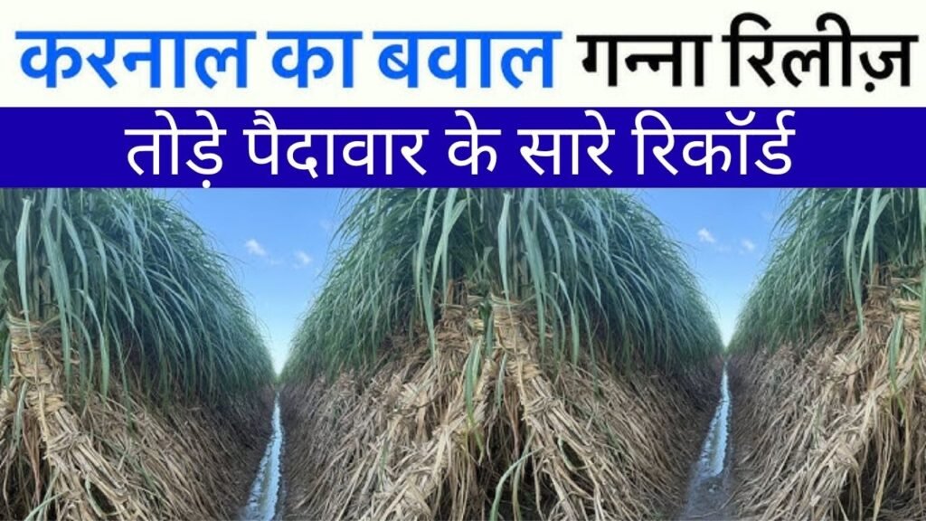 करनाल की ये नई गन्ने की किस्म