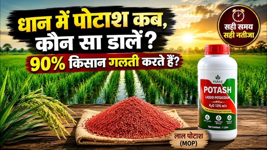 The biggest mistake made when applying potash to paddy crops.