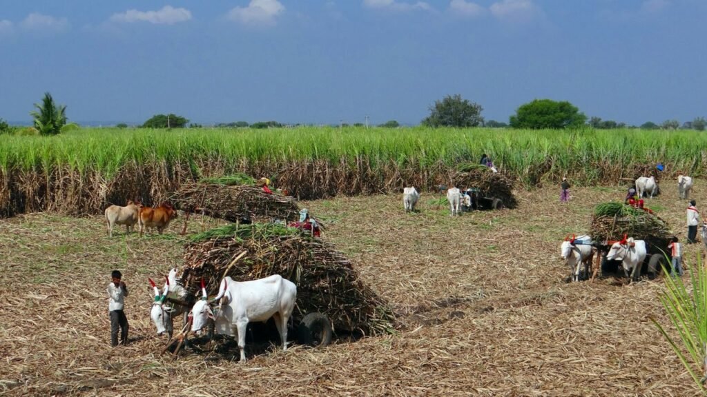 Sugarcane Farming Tips