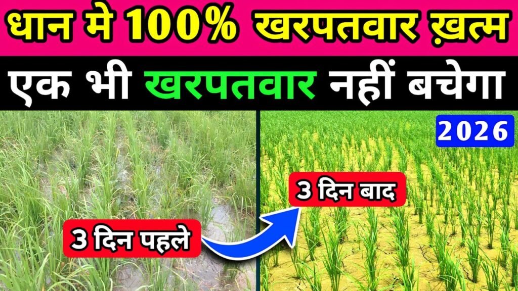 धान मे सभी खरपतवार 100% खत्म
