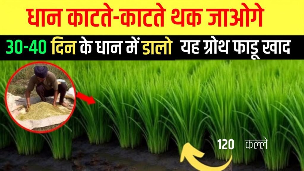 Paddy Farming Tips