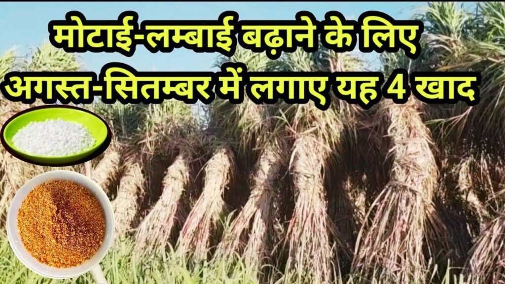 sugarcane