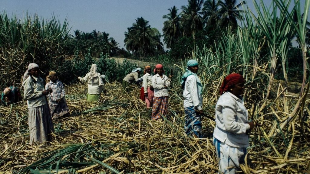 Sugarcane Price
