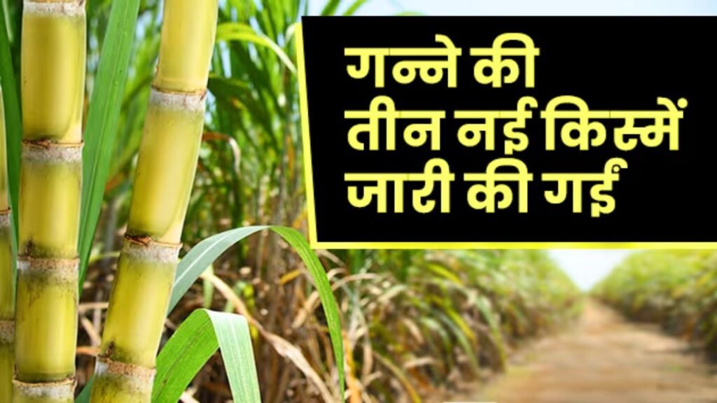 Best Sugarcane Varieties for UP Farmers in 2026